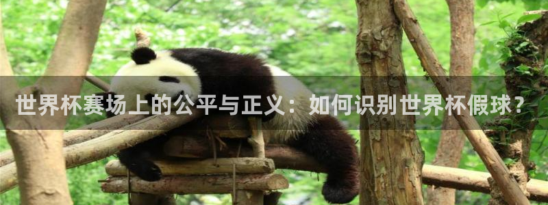 足球世界杯预选赛:世界杯赛场上的公平与正义:如何识别世界杯假球?